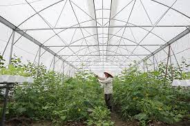 VIDEO: Tứ Kỳ phát triển sản xuất nông nghiệp trong nhà màng, nhà lưới